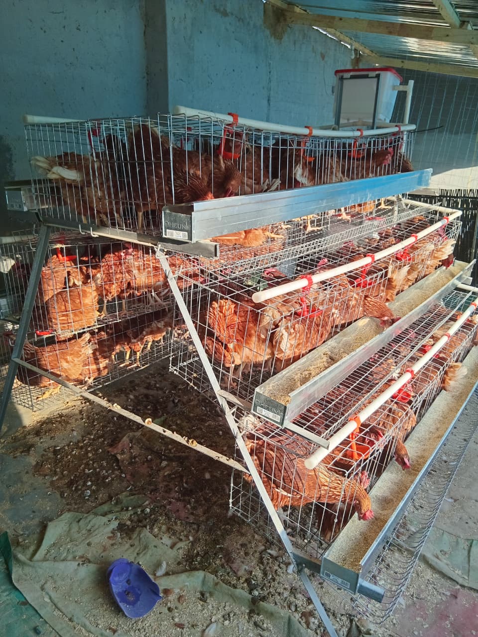 Poultry Project: Layer Production